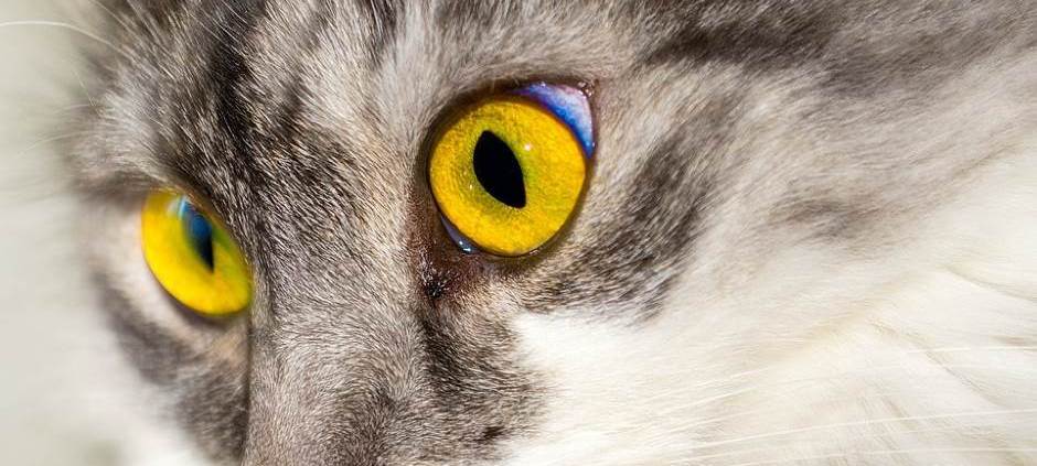 L’attenzione produce realtà