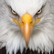 Il volo dell’Aquila Il volo dell'Aquila