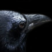 L’uccellino e il corvo L'uccellino e il corvo