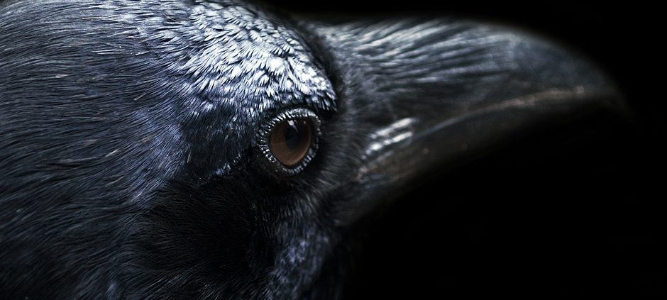 L'uccellino e il corvo