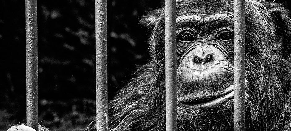 Le ali della libertà